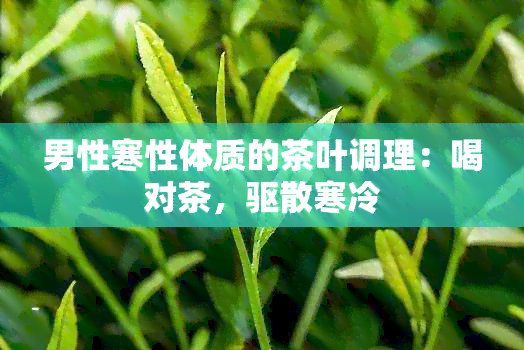 男性寒性体质的茶叶调理：喝对茶，驱散寒冷