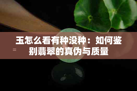 玉怎么看有种没种：如何鉴别翡翠的真伪与质量