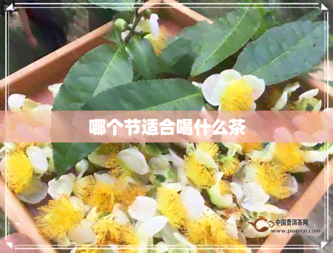 哪个节适合喝什么茶