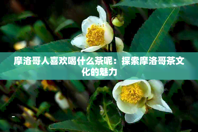 摩洛哥人喜欢喝什么茶呢：探索摩洛哥茶文化的魅力