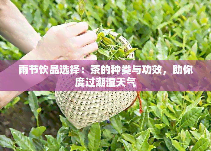 雨节饮品选择：茶的种类与功效，助你度过潮湿天气