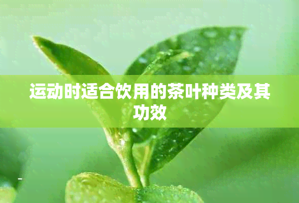 运动时适合饮用的茶叶种类及其功效