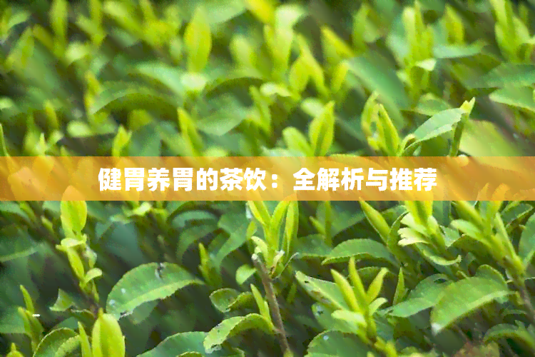 健胃养胃的茶饮：全解析与推荐