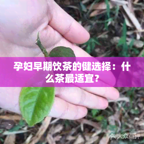 孕妇早期饮茶的健选择：什么茶最适宜？