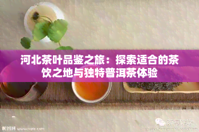 河北茶叶品鉴之旅：探索适合的茶饮之地与独特普洱茶体验