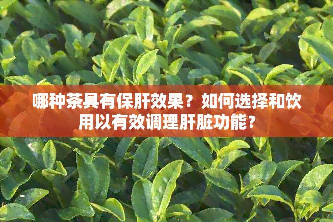 哪种茶具有保肝效果？如何选择和饮用以有效调理肝脏功能？