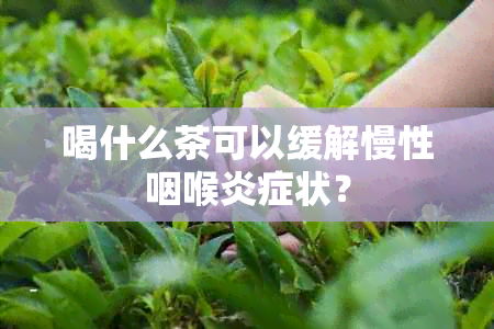 喝什么茶可以缓解慢性咽喉炎症状？