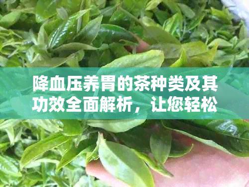 降血压养胃的茶种类及其功效全面解析，让您轻松掌握健饮品选择