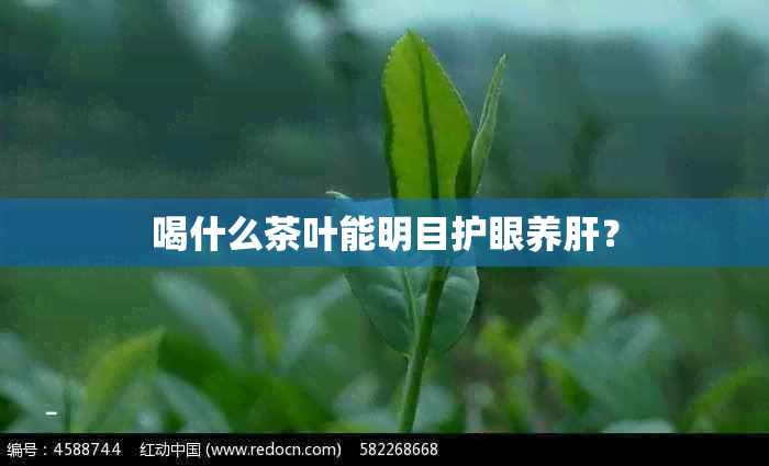 喝什么茶叶能明目护眼养肝？