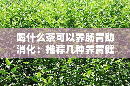 喝什么茶可以养肠胃助消化：推荐几种养胃健胃的茶饮品