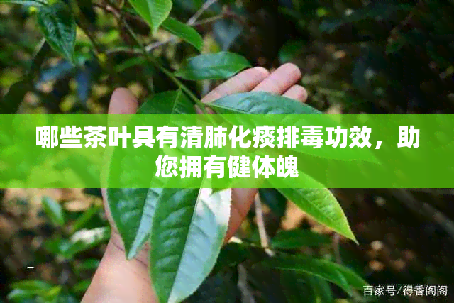 哪些茶叶具有清肺化痰排功效，助您拥有健体魄