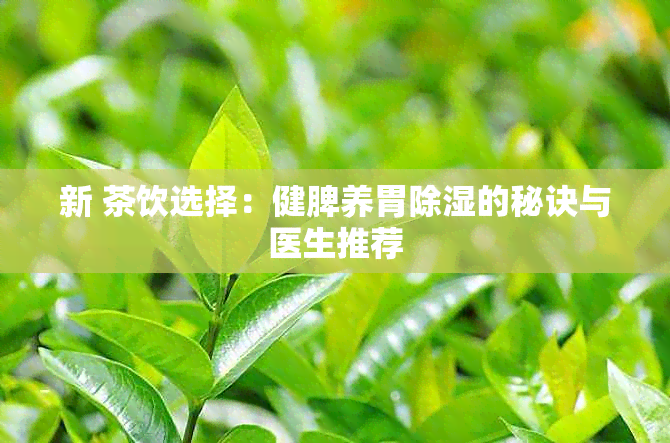 新 茶饮选择：健脾养胃除湿的秘诀与医生推荐