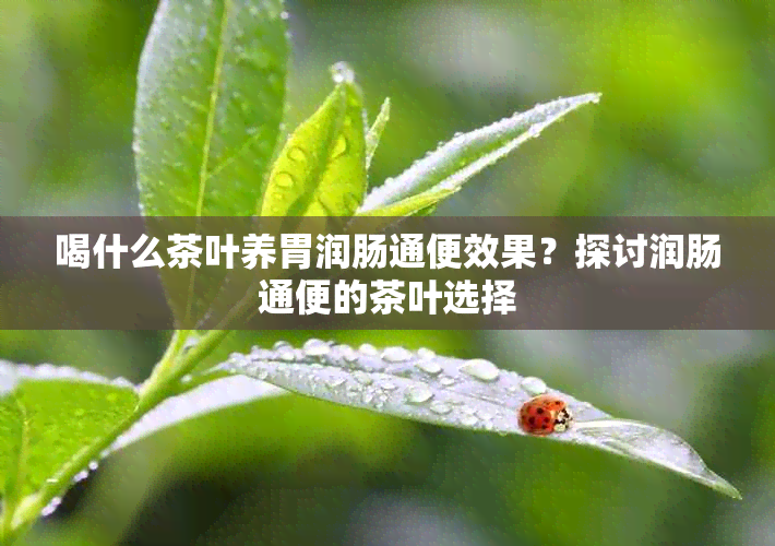 喝什么茶叶养胃润肠通便效果？探讨润肠通便的茶叶选择