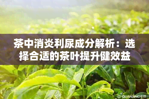 茶中消炎利尿成分解析：选择合适的茶叶提升健效益