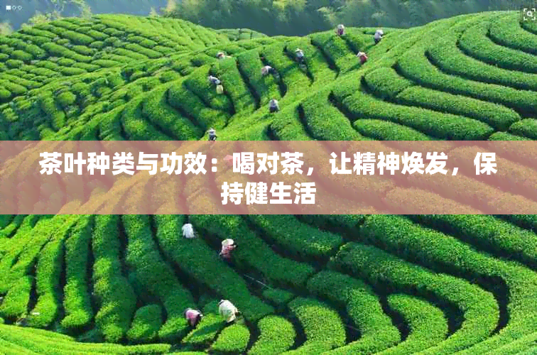 茶叶种类与功效：喝对茶，让精神焕发，保持健生活