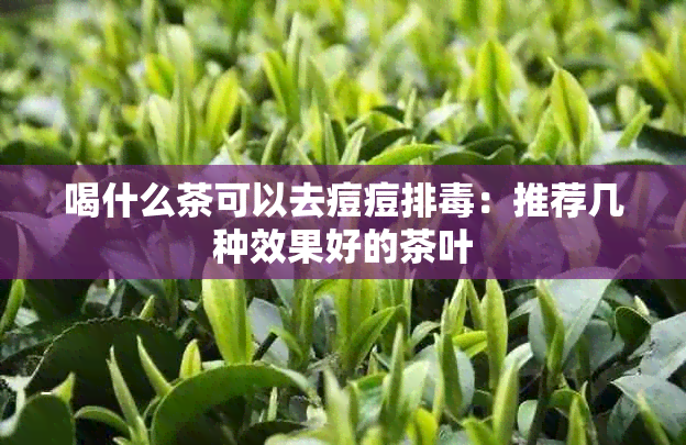 喝什么茶可以去痘痘排：推荐几种效果好的茶叶