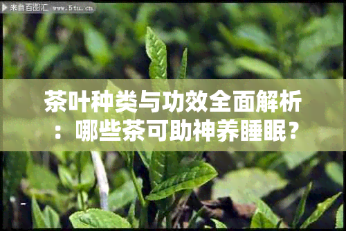 茶叶种类与功效全面解析：哪些茶可助神养睡眠？