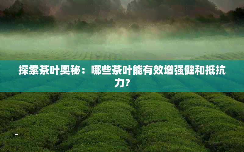 探索茶叶奥秘：哪些茶叶能有效增强健和抵抗力？