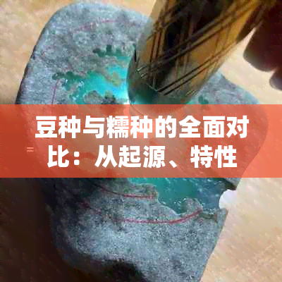 豆种与糯种的全面对比：从起源、特性到用途，一次解答你的疑惑