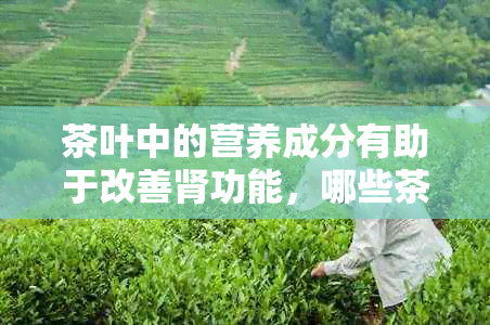 茶叶中的营养成分有助于改善肾功能，哪些茶最适合补肾？