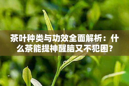 茶叶种类与功效全面解析：什么茶能提神醒脑又不犯困？