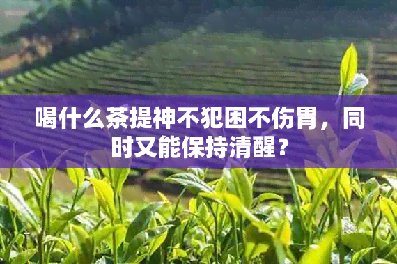 喝什么茶提神不犯困不伤胃，同时又能保持清醒？