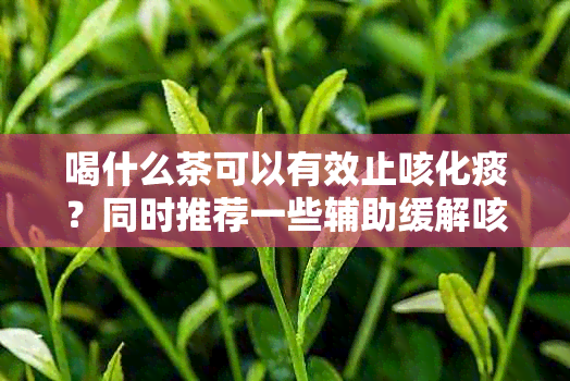 喝什么茶可以有效止咳化痰？同时推荐一些辅助缓解咳嗽的饮品和方法