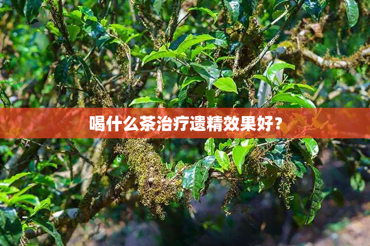 喝什么茶治疗遗精效果好？