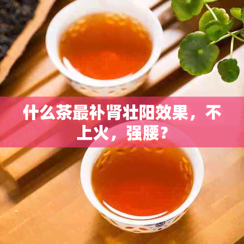 什么茶最补肾壮阳效果，不上火，强腰？