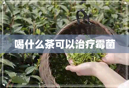 喝什么茶可以治疗霉菌