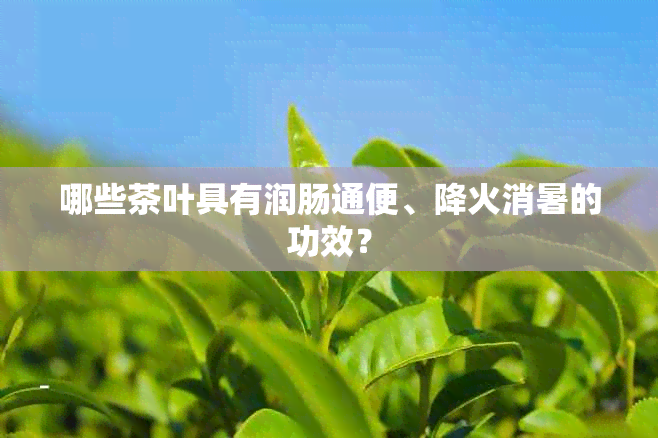 哪些茶叶具有润肠通便、降火消暑的功效？