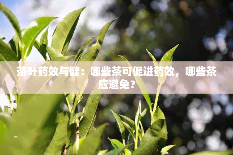 茶叶效与健：哪些茶可促进效，哪些茶应避免？