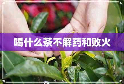 喝什么茶不解和败火