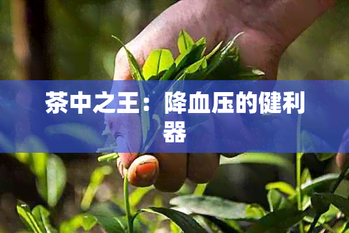 茶中之王：降血压的健利器