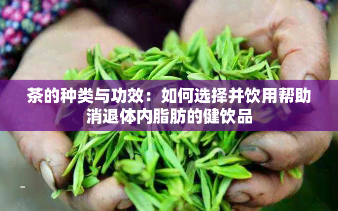 茶的种类与功效：如何选择并饮用帮助消退体内脂肪的健饮品