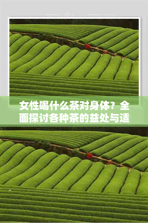 女性喝什么茶对身体？全面探讨各种茶的益处与适用场景