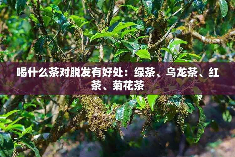 喝什么茶对脱发有好处：绿茶、乌龙茶、红茶、菊花茶