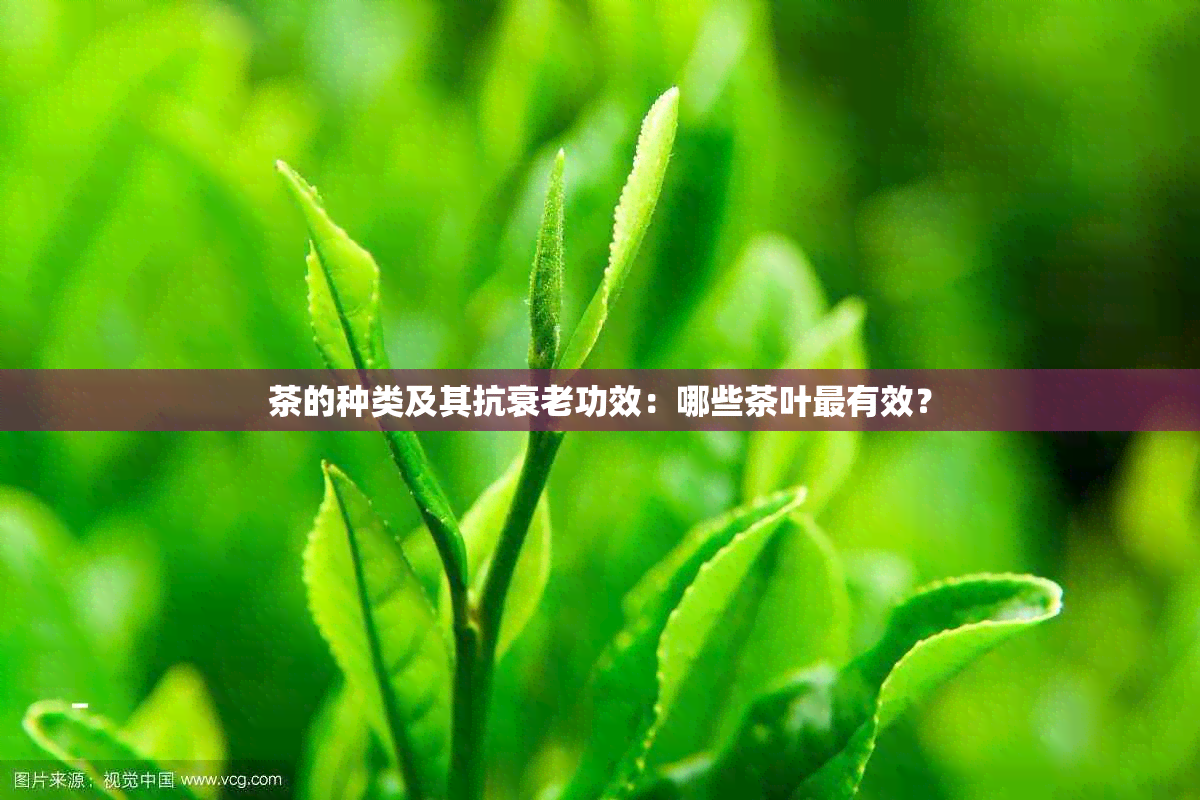 茶的种类及其抗衰老功效：哪些茶叶最有效？