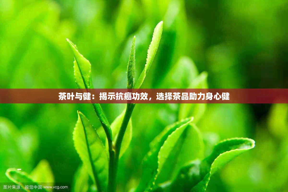 茶叶与健：揭示抗癌功效，选择茶品助力身心健