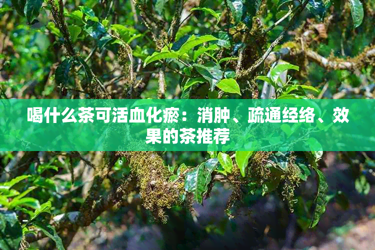 喝什么茶可活血化瘀：消肿、疏通经络、效果的茶推荐