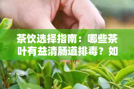 茶饮选择指南：哪些茶叶有益清肠道排？如何科学饮用以达到效果？