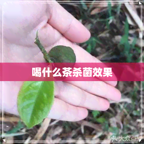 喝什么茶杀菌效果