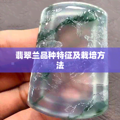 翡翠兰品种特征及栽培方法