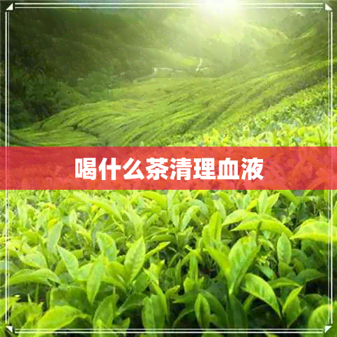 喝什么茶清理血液