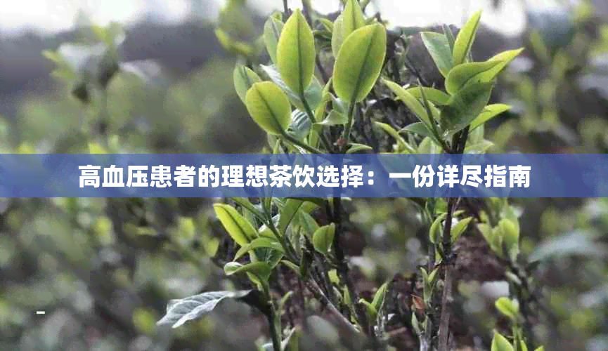 高血压患者的理想茶饮选择：一份详尽指南