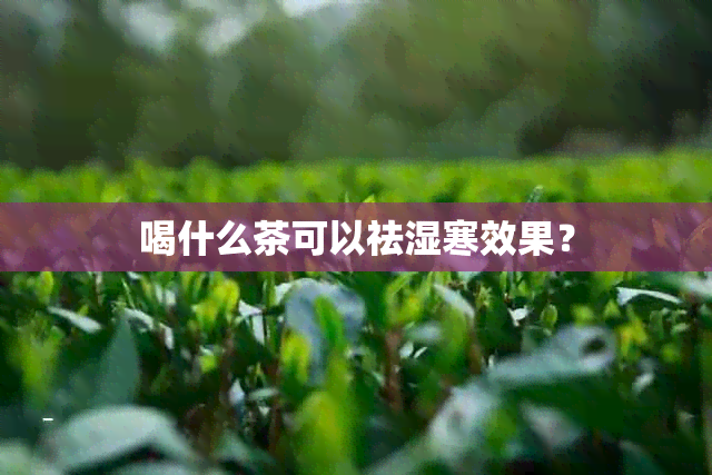 喝什么茶可以祛湿寒效果？