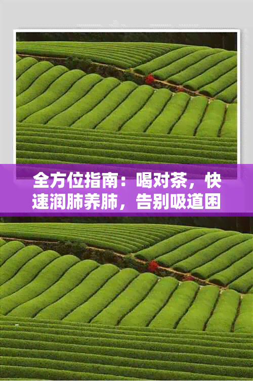 全方位指南：喝对茶，快速润肺养肺，告别吸道困扰！