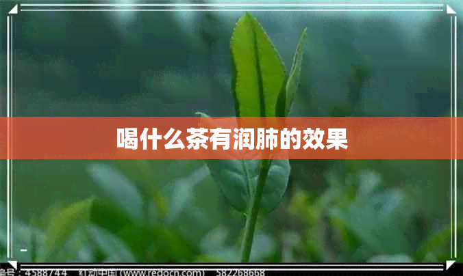 喝什么茶有润肺的效果