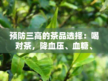 预防三高的茶品选择：喝对茶，降血压、血糖、血脂