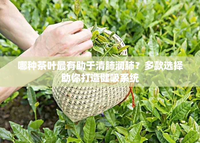 哪种茶叶最有助于清肺润肺？多款选择助你打造健吸系统